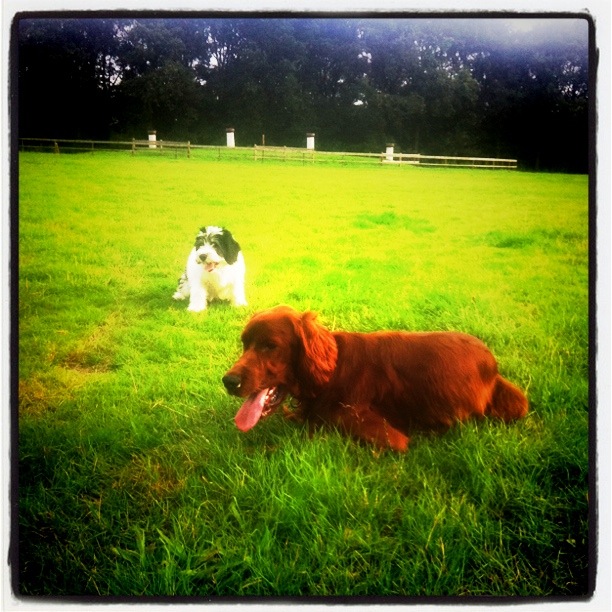 Sheriff lying in the grass, with Donna behind him as a puppy